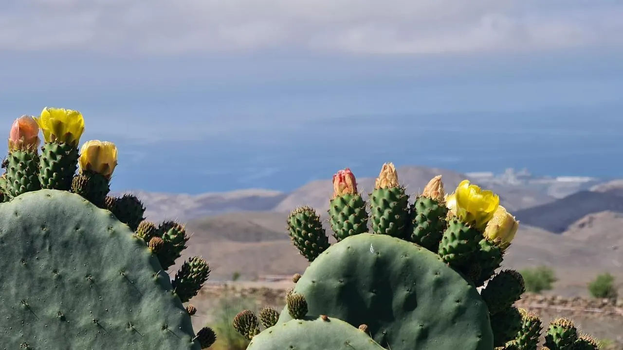 Apartment Puerto Rico Top Teide And Amadores View